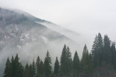 Karpat Dağları sisli ormanlarla bulutlu havada
