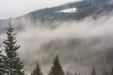 Karpat Dağları sisli ormanlarla bulutlu havada