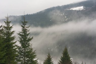 Karpat Dağları sisli ormanlarla bulutlu havada