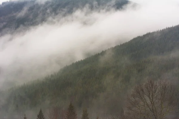 霧深い森と曇りの天気で冬のカルパチア山脈 — ストック写真