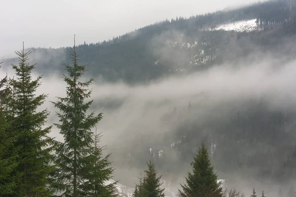 Karpat Dağları sisli ormanlarla bulutlu havada