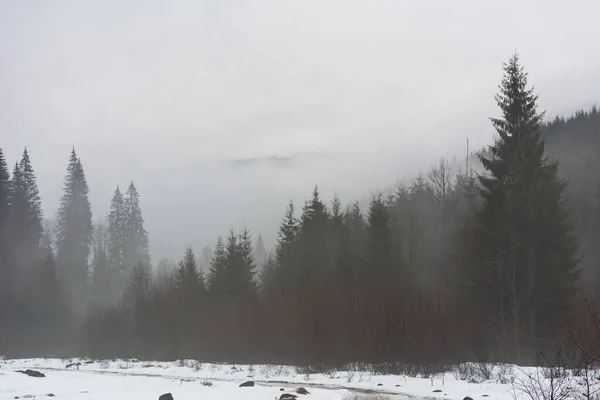 霧深い森と曇りの天気で冬のカルパチア山脈 — ストック写真
