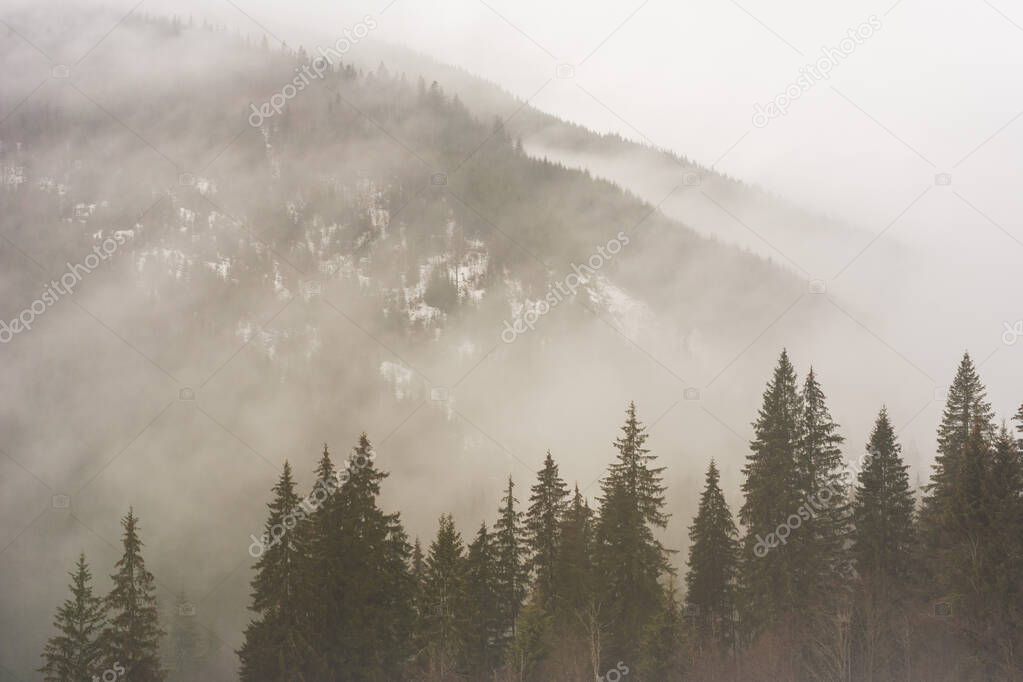 Winter Carpathian mountains in cloudy weather with foggy forests