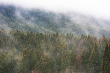 Kış sonrası ağaçların arasında sis olan Ukrayna Karpat Dağları