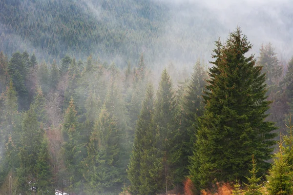 冬の後に木の間に霧のあるウクライナのカルパティア山脈 — ストック写真