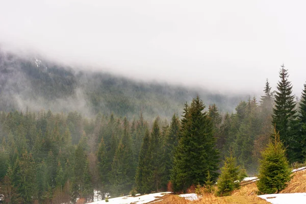 Ukrainian Carpathian Mountains Fogs Trees Winter — Stock Photo, Image