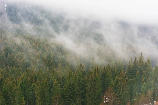 Украинские Карпаты Туманами Между Деревьями После Зимы — стоковое фото