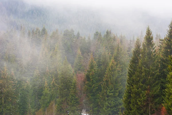 Ukrajinské Karpaty Mlhou Mezi Stromy Zimě — Stock fotografie