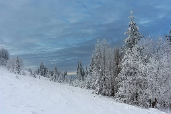 Invierno Los Cárpatos Ucranianos Con Hermosos Árboles Congelados Nieve — Foto de Stock