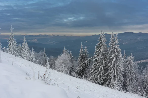 乌克兰喀尔巴阡山的冬天 树木和雪都结满了美丽的冰冻 — 图库照片