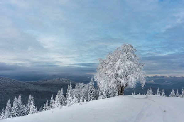 Invierno Los Cárpatos Ucranianos Con Hermosos Árboles Congelados Nieve — Foto de Stock