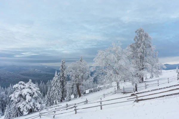 乌克兰喀尔巴阡山的冬天 树木和雪都结满了美丽的冰冻 — 图库照片