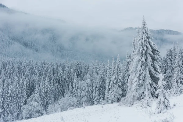 乌克兰喀尔巴阡山的冬天 树木和雪都结满了美丽的冰冻 — 图库照片