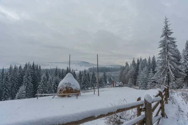 Invierno Los Cárpatos Ucranianos Con Hermosos Árboles Congelados Nieve — Foto de Stock