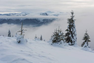 Güzel donmuş ağaçlar ve karla Ukrayna Karpatları 'nda kış.