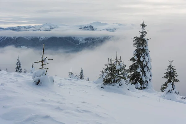 Invierno Los Cárpatos Ucranianos Con Hermosos Árboles Congelados Nieve — Foto de Stock