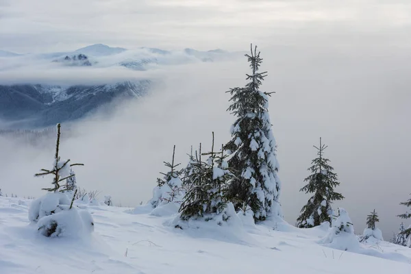 Invierno Los Cárpatos Ucranianos Con Hermosos Árboles Congelados Nieve — Foto de Stock