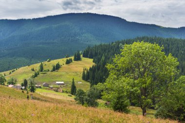 Ukrayna Karpat Dağları 'nın güzel yaz manzaraları