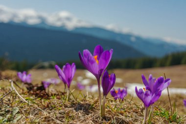 Ukrayna Karpat Dağları 'nın yamaçlarında ve dağ vadilerinde karla kaplı tepelerin güzel manzaralı bahar çiçekleri..