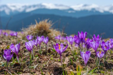 Ukrayna Karpat Dağları 'nın yamaçlarında ve dağ vadilerinde karla kaplı tepelerin güzel manzaralı bahar çiçekleri..