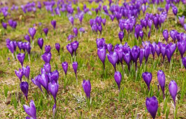 Ukrayna Karpat Dağları 'nın yamaçlarında ve dağ vadilerinde karla kaplı tepelerin güzel manzaralı bahar çiçekleri..