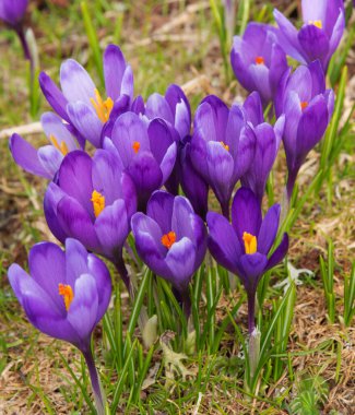 Ukrayna Karpat Dağları 'nın yamaçlarında ve dağ vadilerinde karla kaplı tepelerin güzel manzaralı bahar çiçekleri..