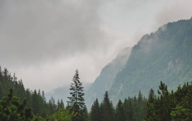 Sisli, yüksek Tatra Dağları 'nda ağaçlarla kaplı yaz ormanı.