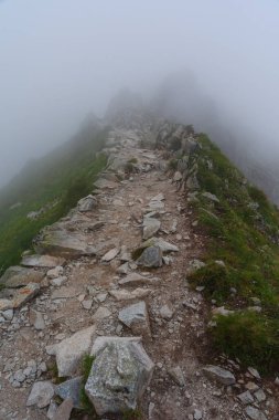 Sisli, yüksek Tatra Dağları 'nda ağaçlarla kaplı yaz ormanı.