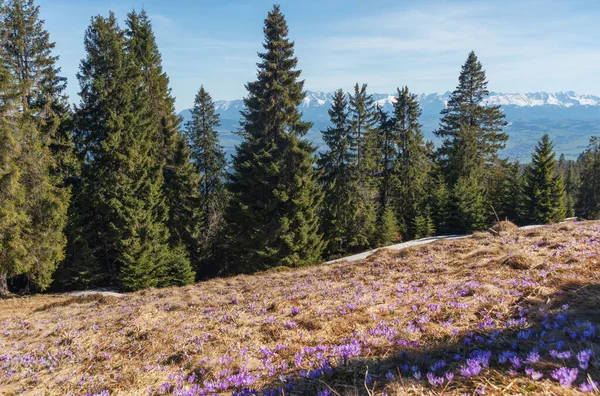 Kwitnienie Wiosennych Kwiatów Karpackich Dolinach Górskich Szczególności Krokusów — Zdjęcie stockowe
