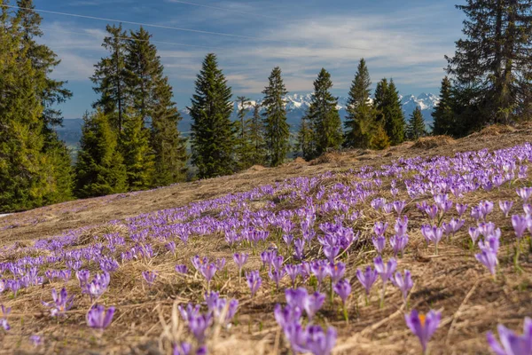 stock image Flowering of spring flowers in Carpathian mountain valleys, in particular crocuses.