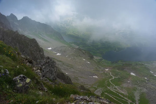 Bosque Brumoso Veraniego Con Árboles Altos Las Altas Montañas Tatras — Foto de Stock