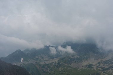 Sisli, yüksek Tatra Dağları 'nda ağaçlarla kaplı yaz ormanı.