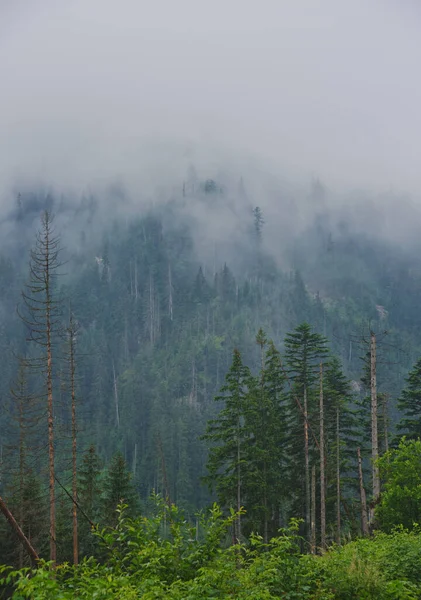 Foggy Summer Forest Tall Trees High Tatras Mountains — Stock Photo, Image