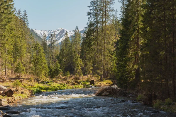 Mistig Zomers Bos Met Hoge Bomen Het Hoge Tatra Gebergte — Stockfoto