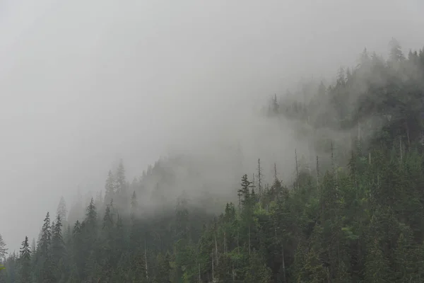 Bosque Brumoso Veraniego Con Árboles Altos Las Altas Montañas Tatras —  Fotos de Stock