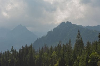 Sisli, yüksek Tatra Dağları 'nda ağaçlarla kaplı yaz ormanı.