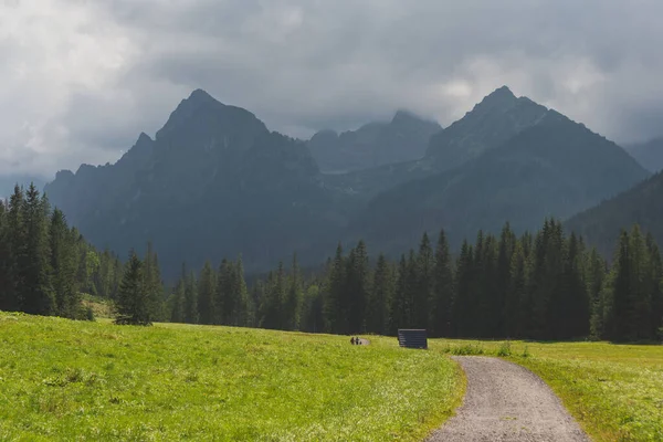 Sisli, yüksek Tatra Dağları 'nda ağaçlarla kaplı yaz ormanı.