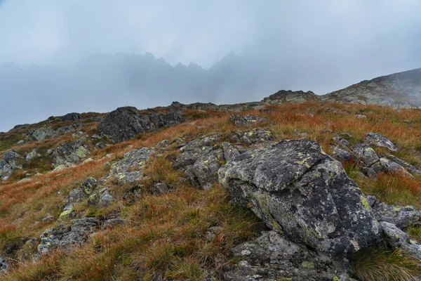 Sisli, yüksek Tatra Dağları 'nda ağaçlarla kaplı yaz ormanı.