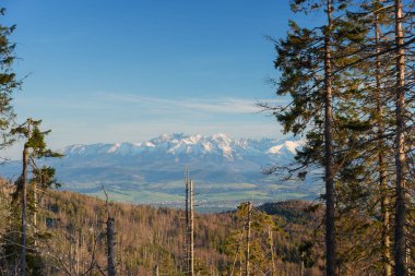 İlkbahar çayırlarından çiçeklerle ve otlarla kaplı karla kaplı dağların güzel manzarası