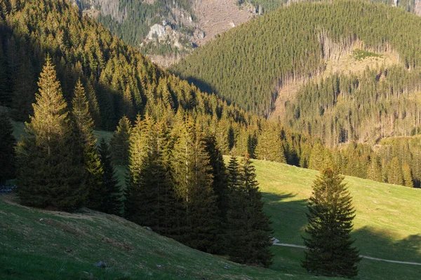 stock image beautiful view of the snow-capped mountains from the spring meadows covered with flowers and grass