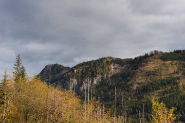 Sarı ve kırmızı yapraklı dağ ormanında sis var.