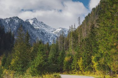 Sarı ve kırmızı yapraklı dağ ormanında sis var.
