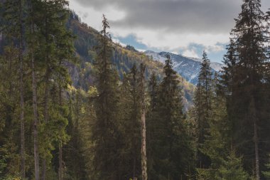 Sarı ve kırmızı yapraklı dağ ormanında sis var.