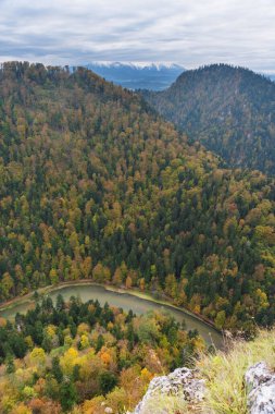 Sarı ve kırmızı yapraklı dağ ormanında sis var.