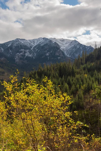 黄色と赤の葉で山の森の中の霧 トップビュー — ストック写真
