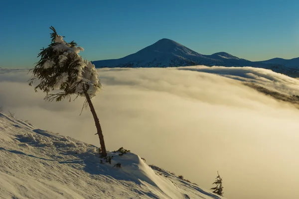 Paisajes Cuento Hadas Los Cárpatos Invierno Montañas Con Una Encantadora —  Fotos de Stock