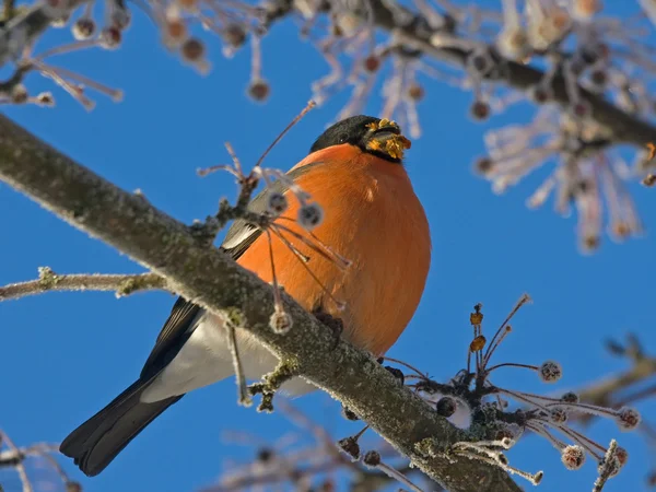 Goudvink (Pyrrhula pyrrhula), mannelijke — Stockfoto