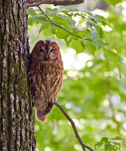 Gufo seduto sull'albero — Foto Stock