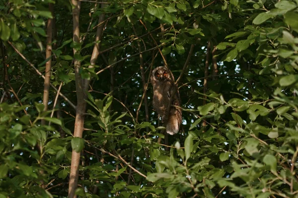 Ormandaki owlet — Stok fotoğraf