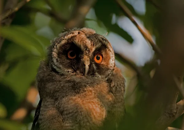 Eule 2 Monate alt sitzt auf dem Baum — Stockfoto